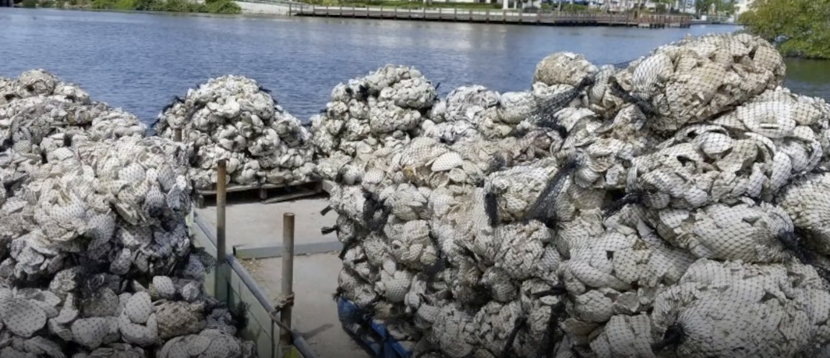 Naples Fights Flooding With Oyster Reefs